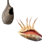 Objekte und Experimente